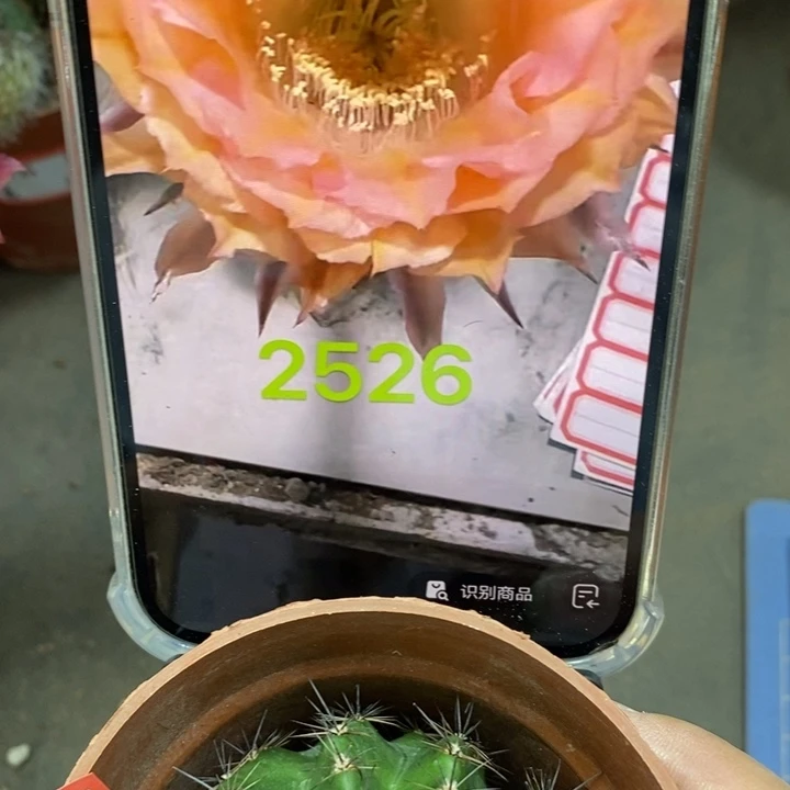 朱***爷香香2526侧芽大5.5公分左右