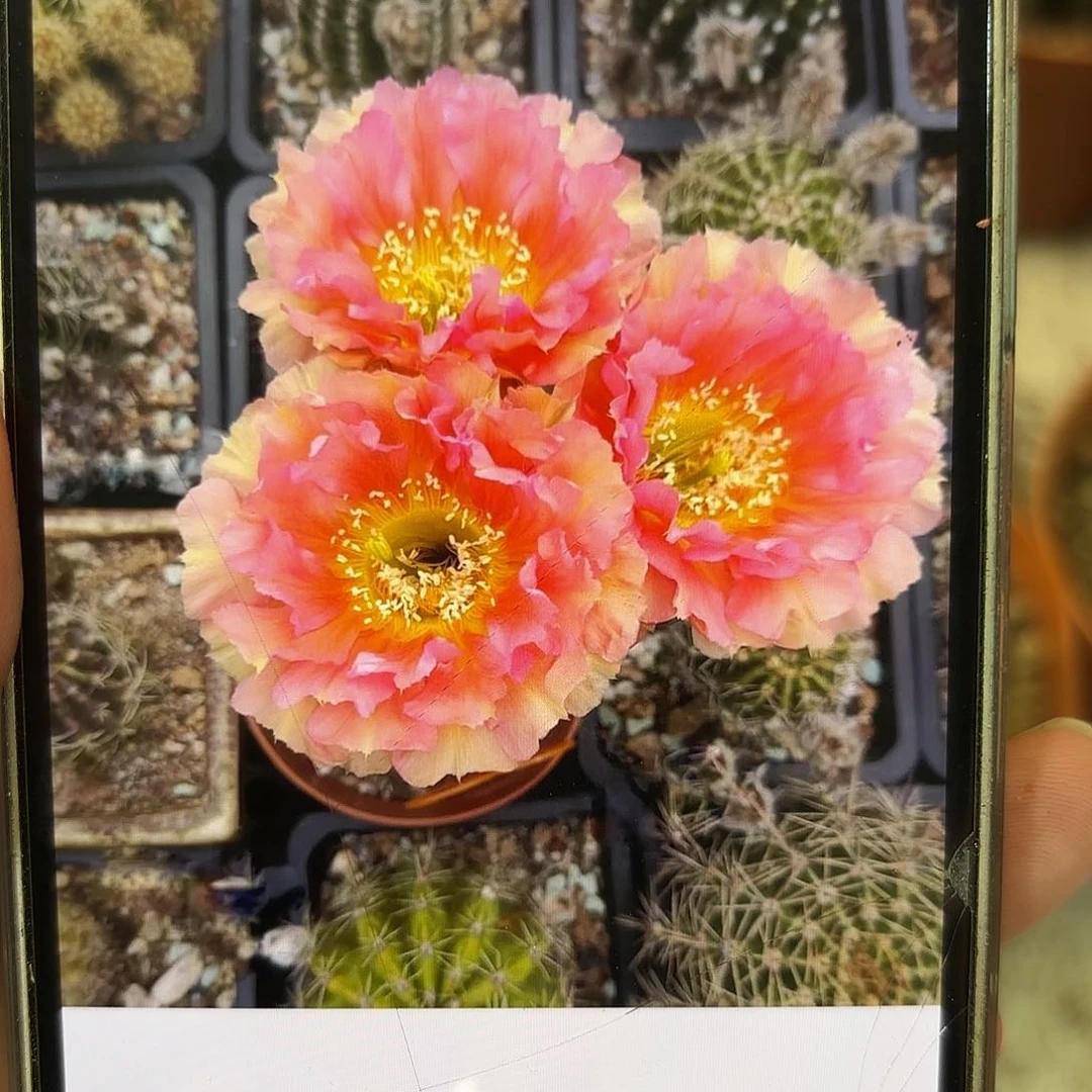 彩草4号5.5公分侧牙