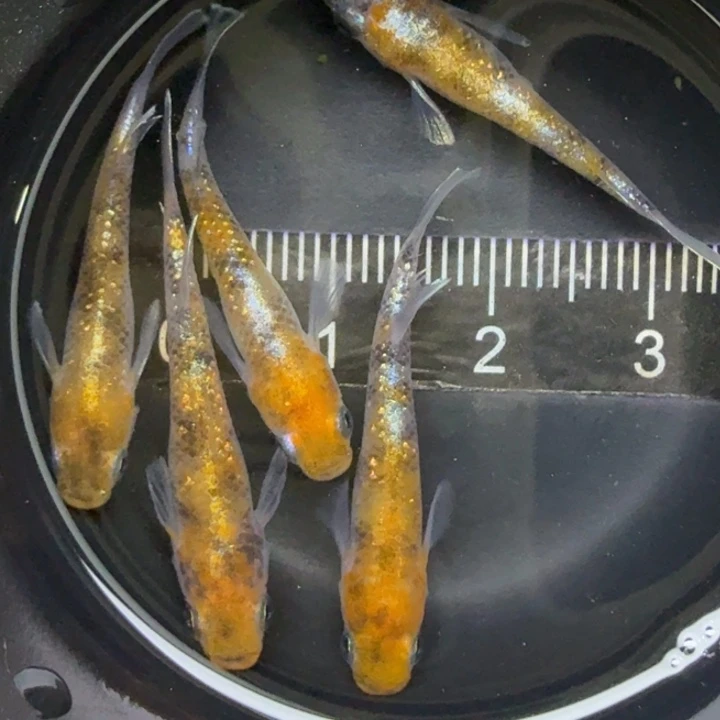 青鳉鱼三色04青鳉3号