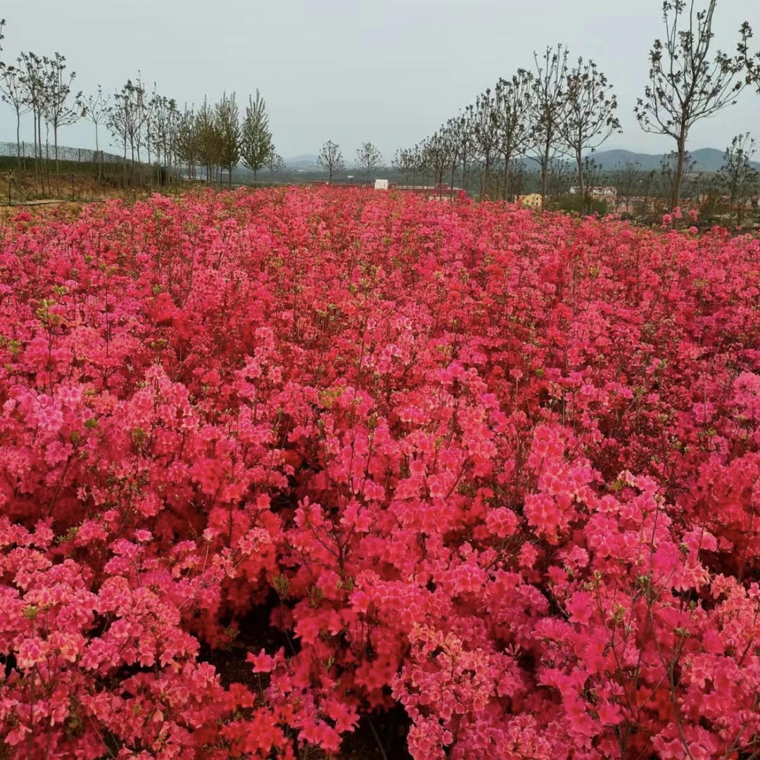 映山红杜鹃——【一物一拍】