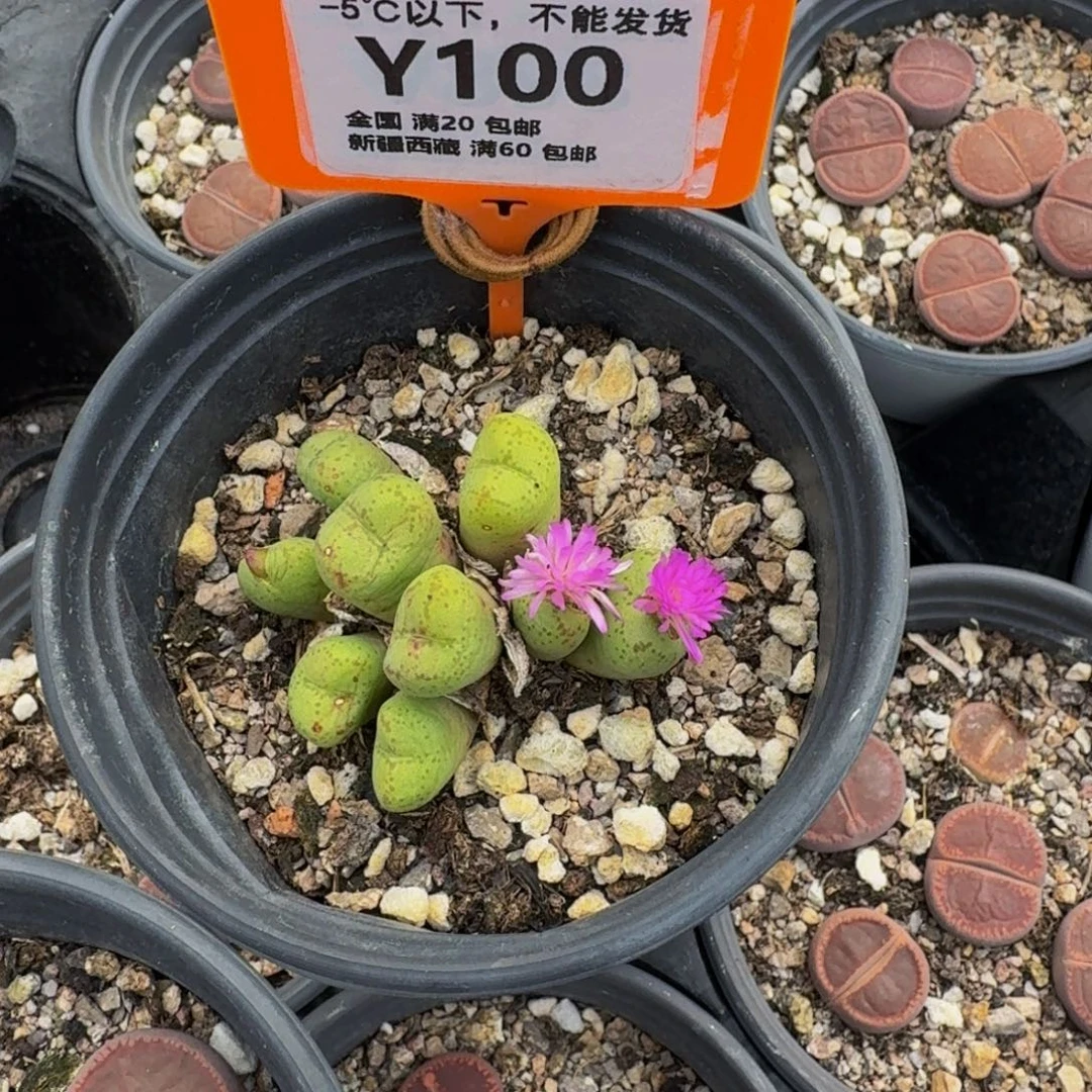 100 生石花大群生一物一拍