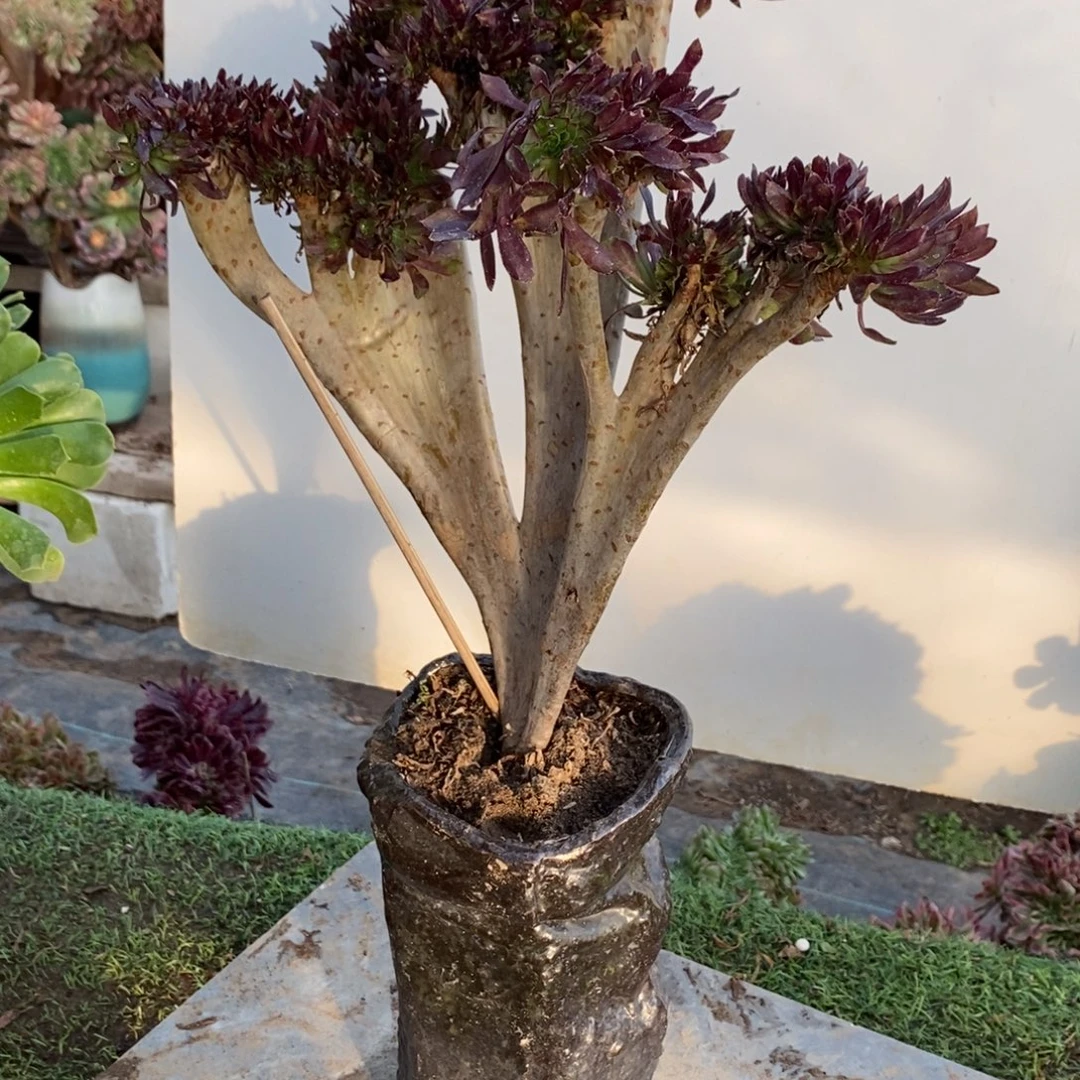 馨***怡不开花植物1065号黑法师缀化1颗