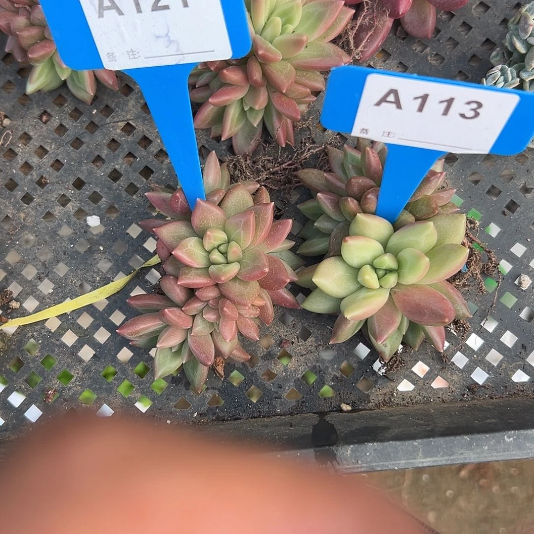 青***光多肉植物一物一拍