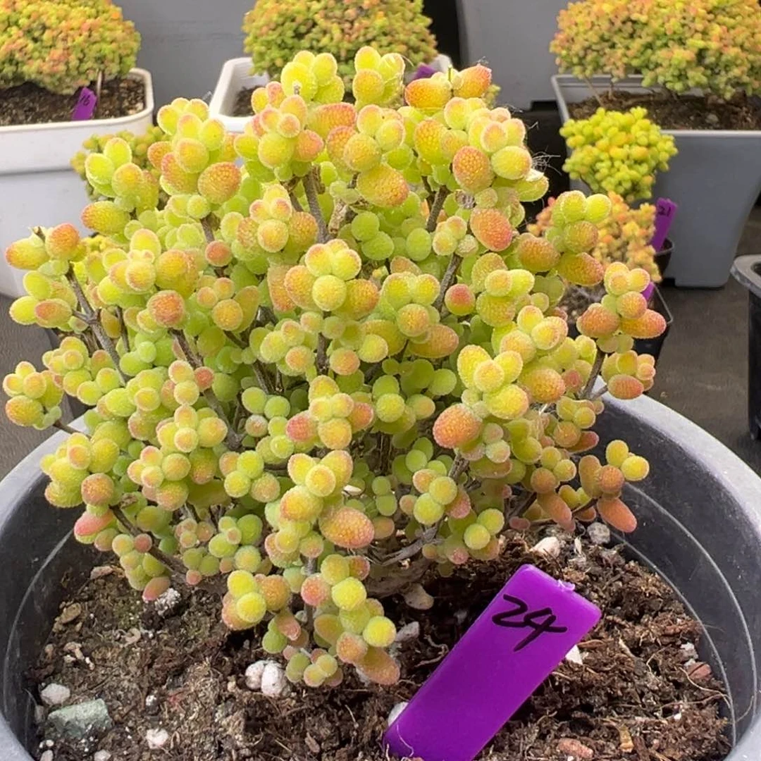 24号12cm盆金桔糖球