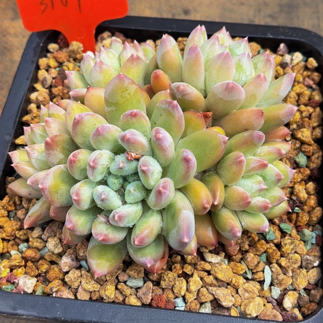 3108号上午多肉植物群生多肉植物群生