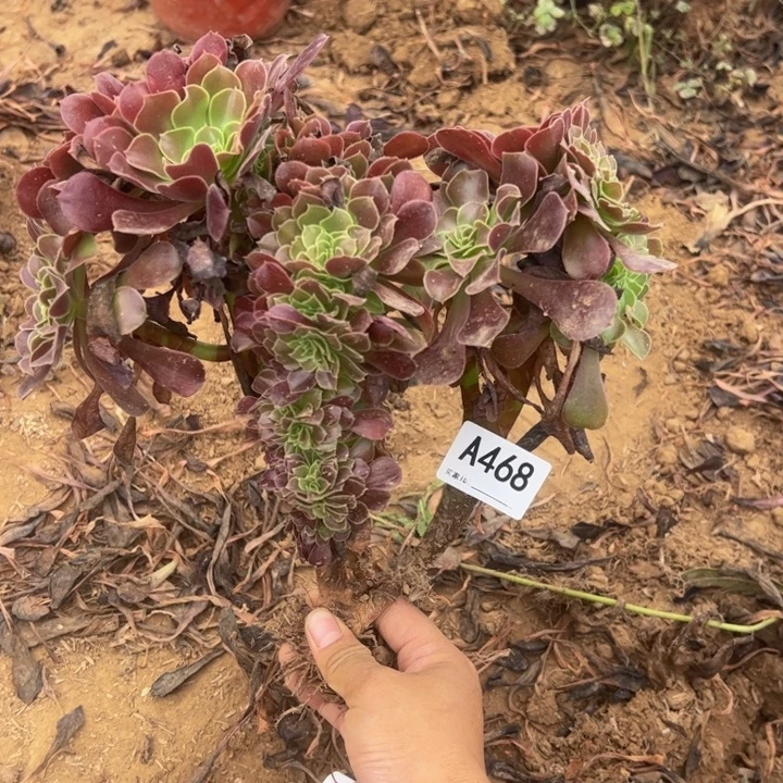 欧缀多肉植物468.