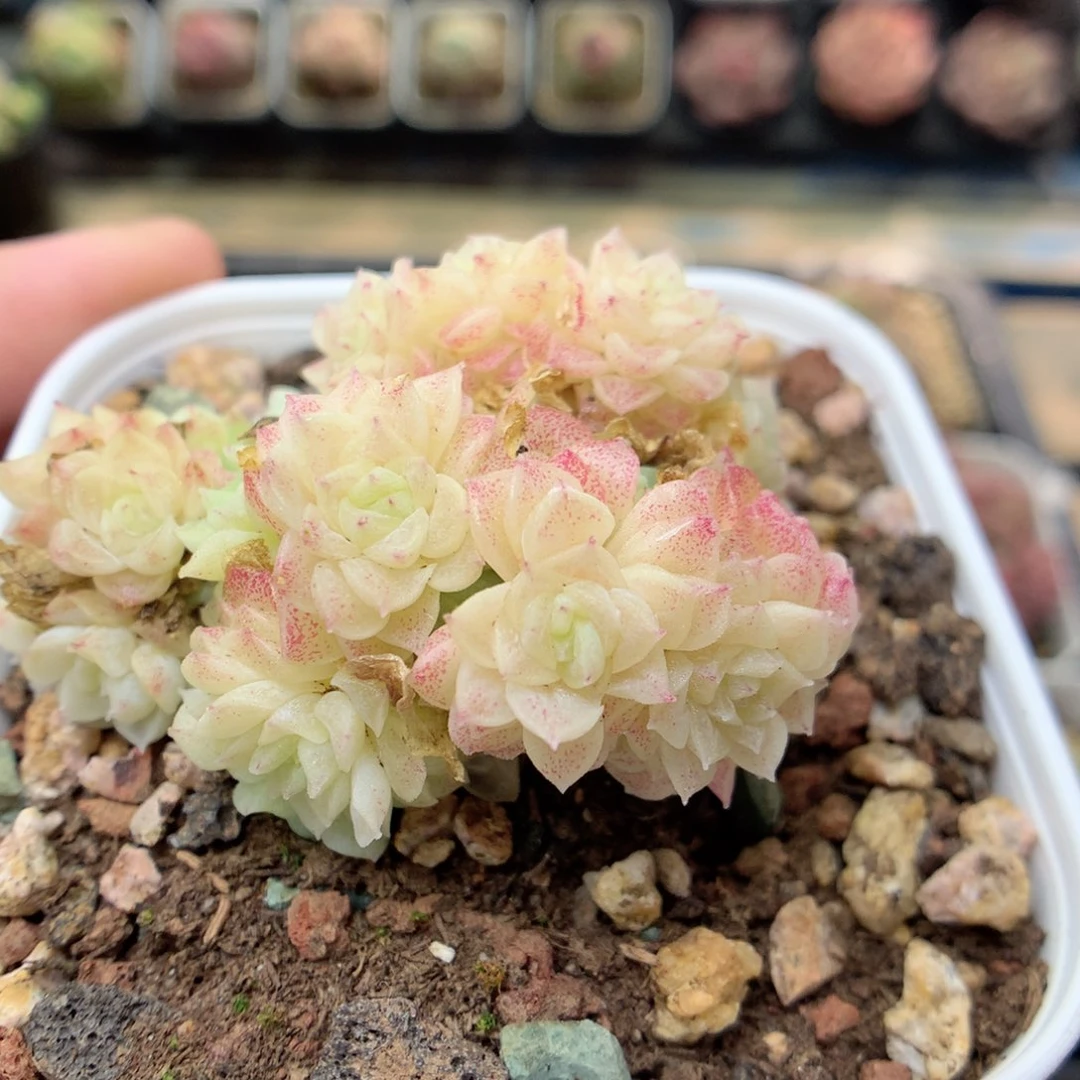 F177定繁编号A120 f