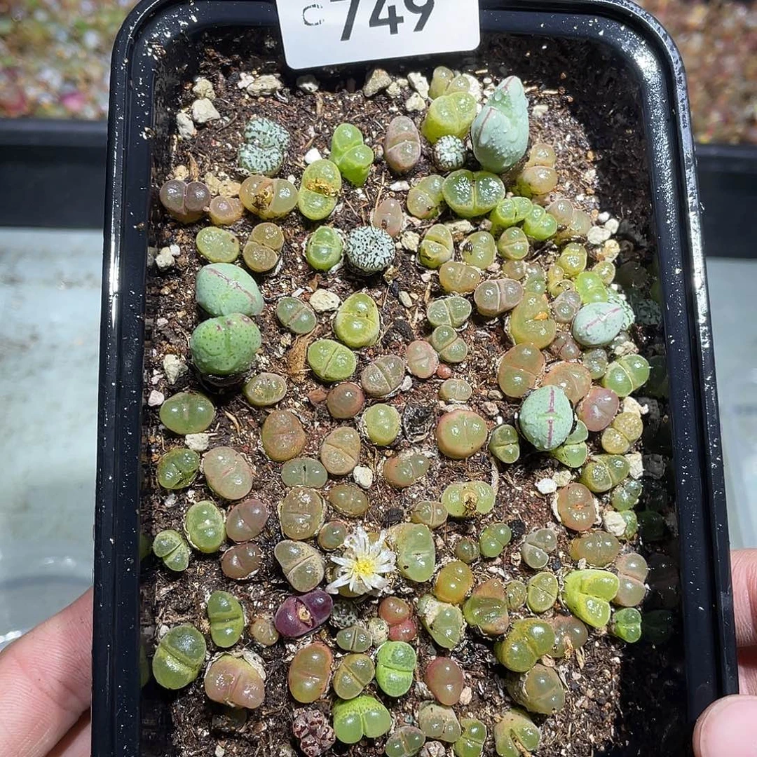 当天凑满十八元包邮749