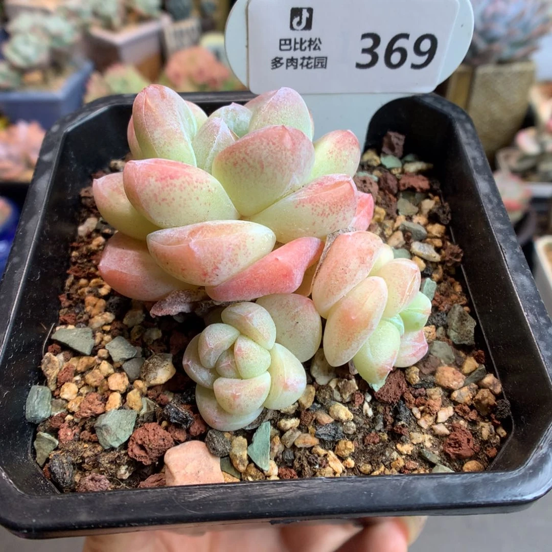 369开播福利冰玉多肉