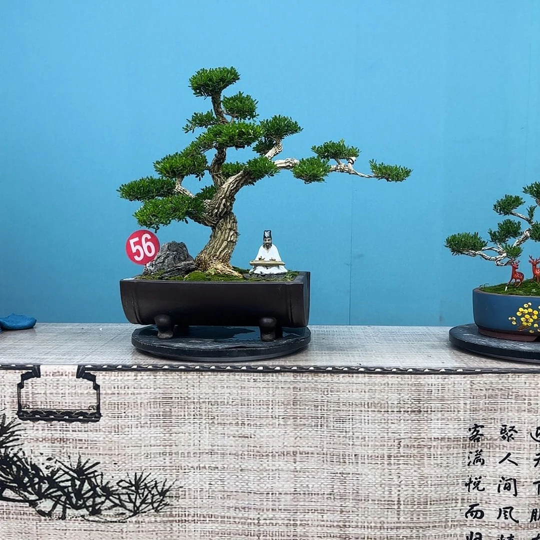 以实际为准精品黄杨老桩
