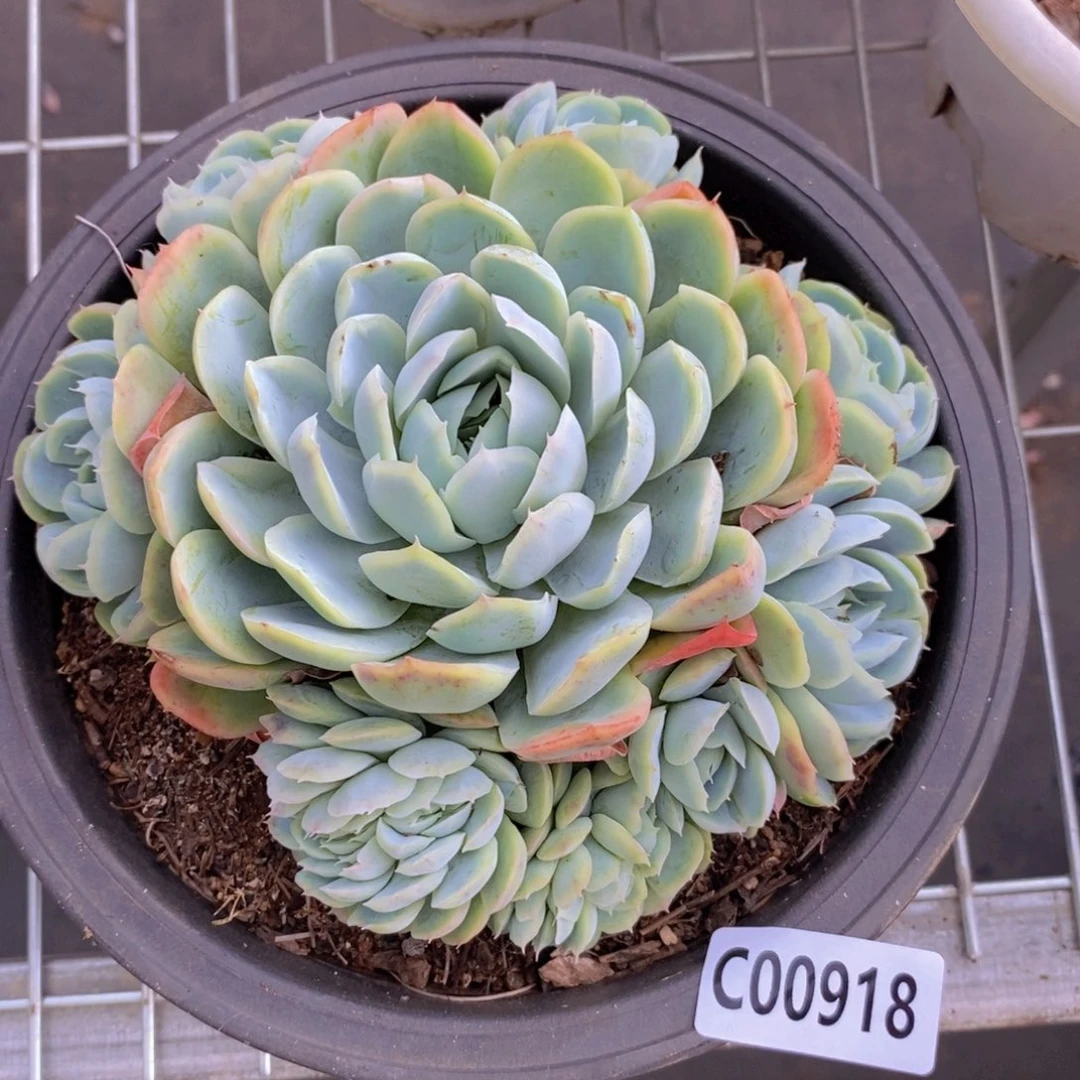 918西娜手捧缀一物一拍