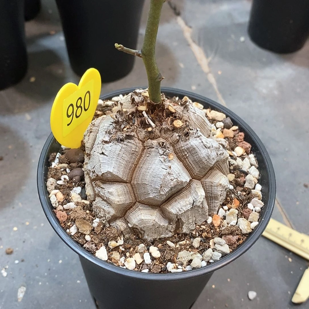 南非龟甲龙龟甲龙