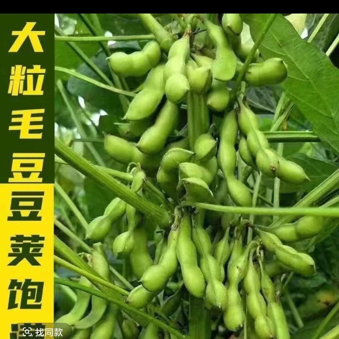 甜脆毛豆早熟矮杆
