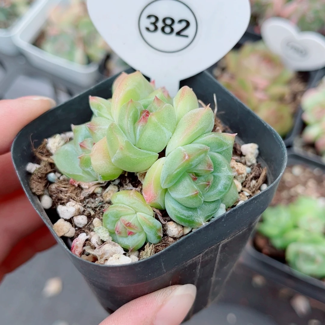 382号小老桩珍妮群