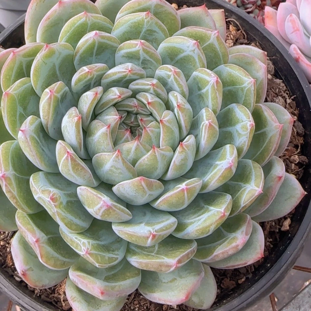 【闪购商品】大雪花珍妮28.8