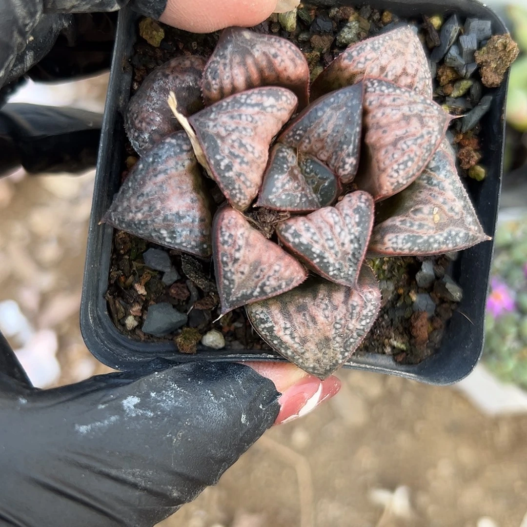 多肉植物花魁寿单头