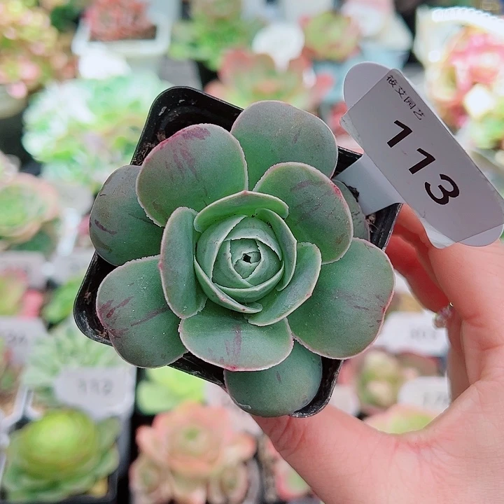 113潘多拉蕾丝。      多肉玫瑰