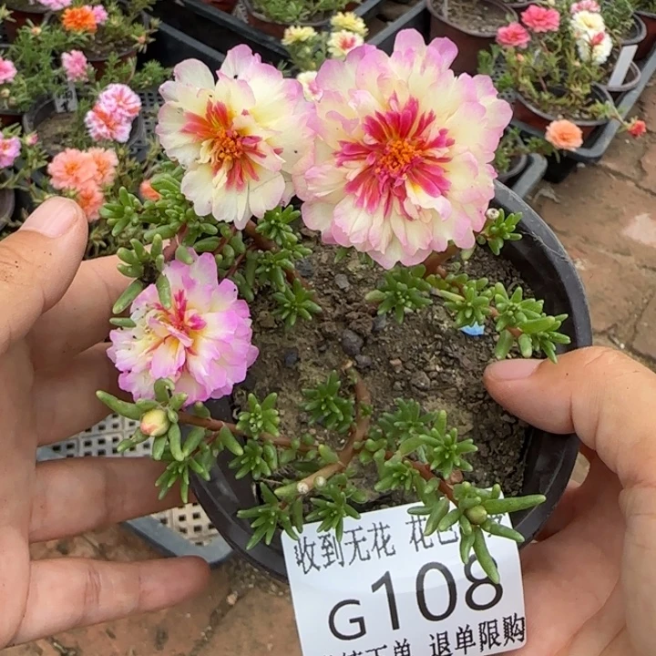 无花朵G108超小苗盆口10cm