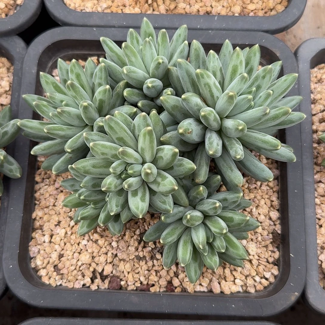 伊卡鲁斯整无砍群生多肉