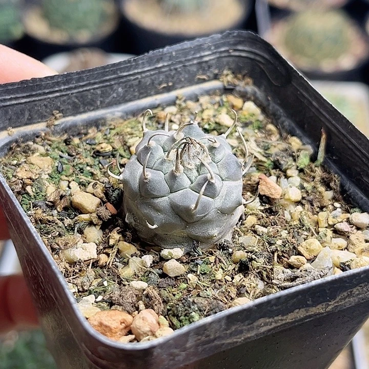 单刺紫肌娇丽2.3公分