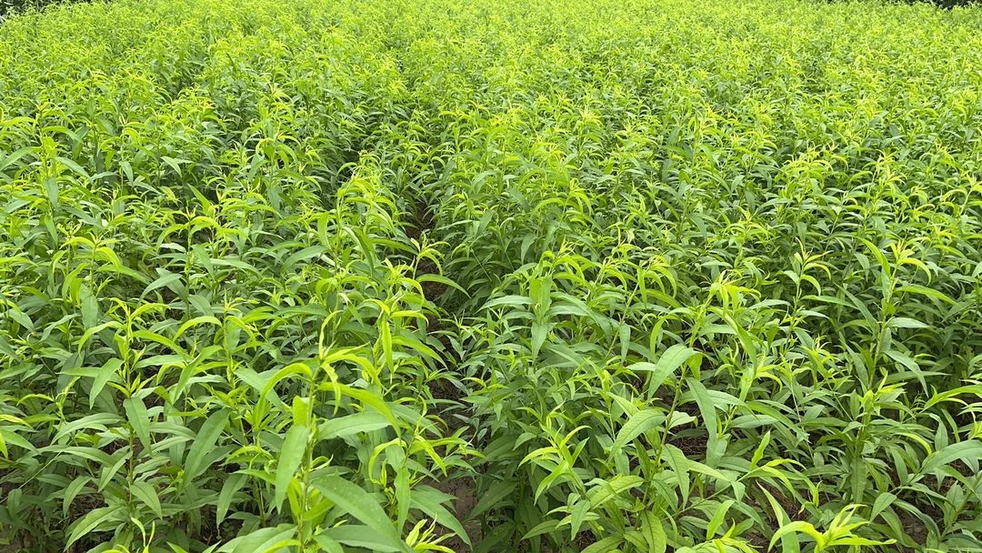 金黄金一号一级苗， 2025年秋季出苗，