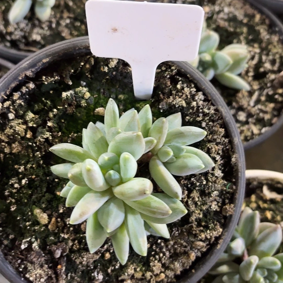 波光8888888888888888