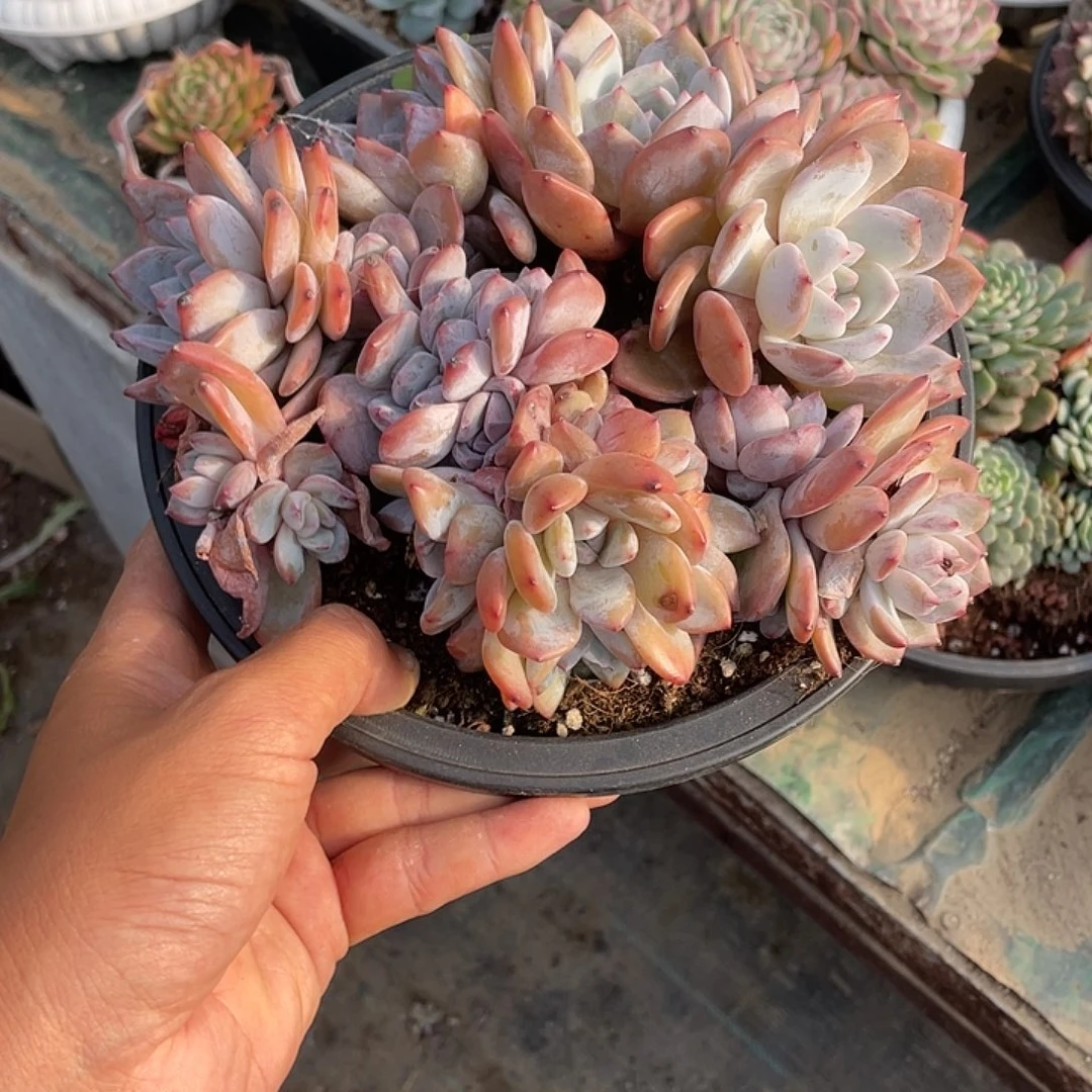 佦***店橙梦露大群一物一拍
