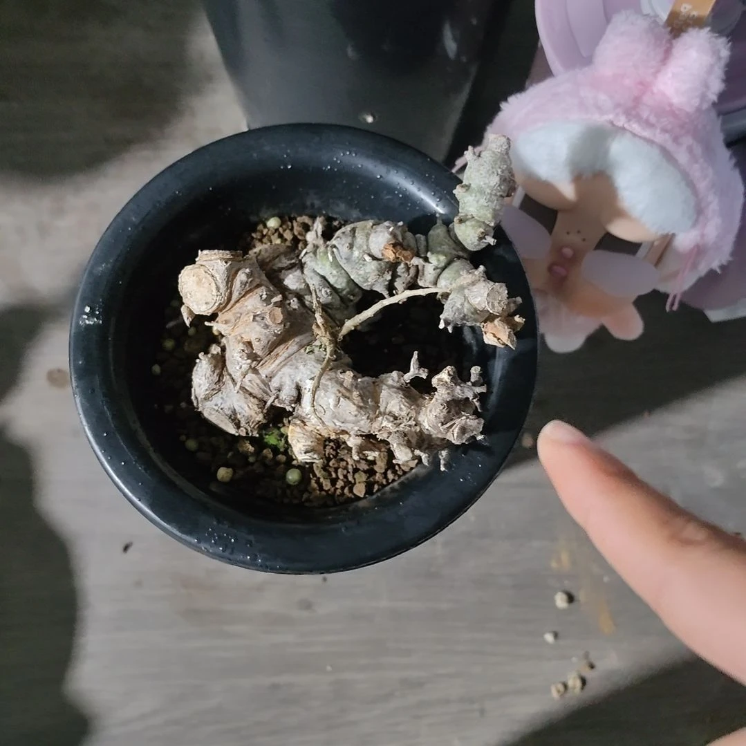 产地念珠熟桩可寄养