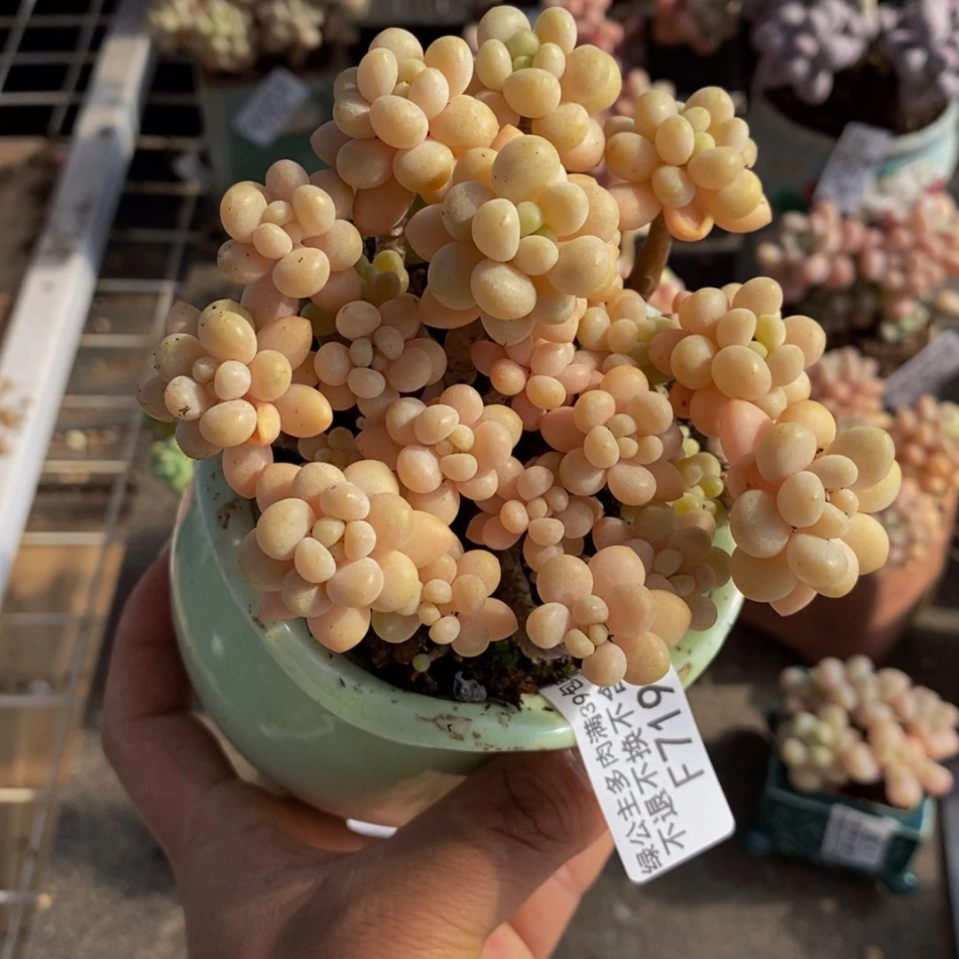 鱼子酱719/10cm的肉