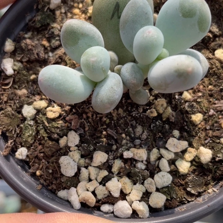 米可小胖子啊啊啊啊啊啊啊啊多肉