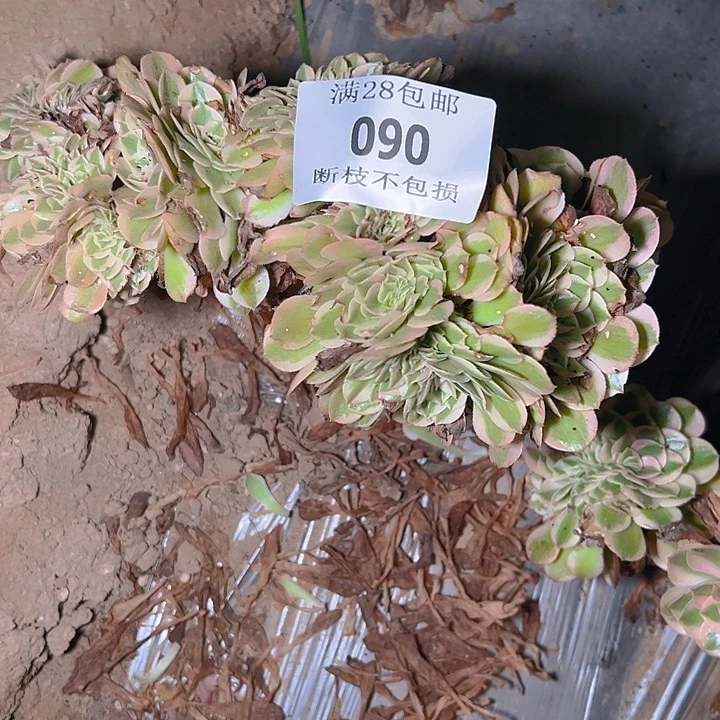 人***生090荔枝缀多肉植物