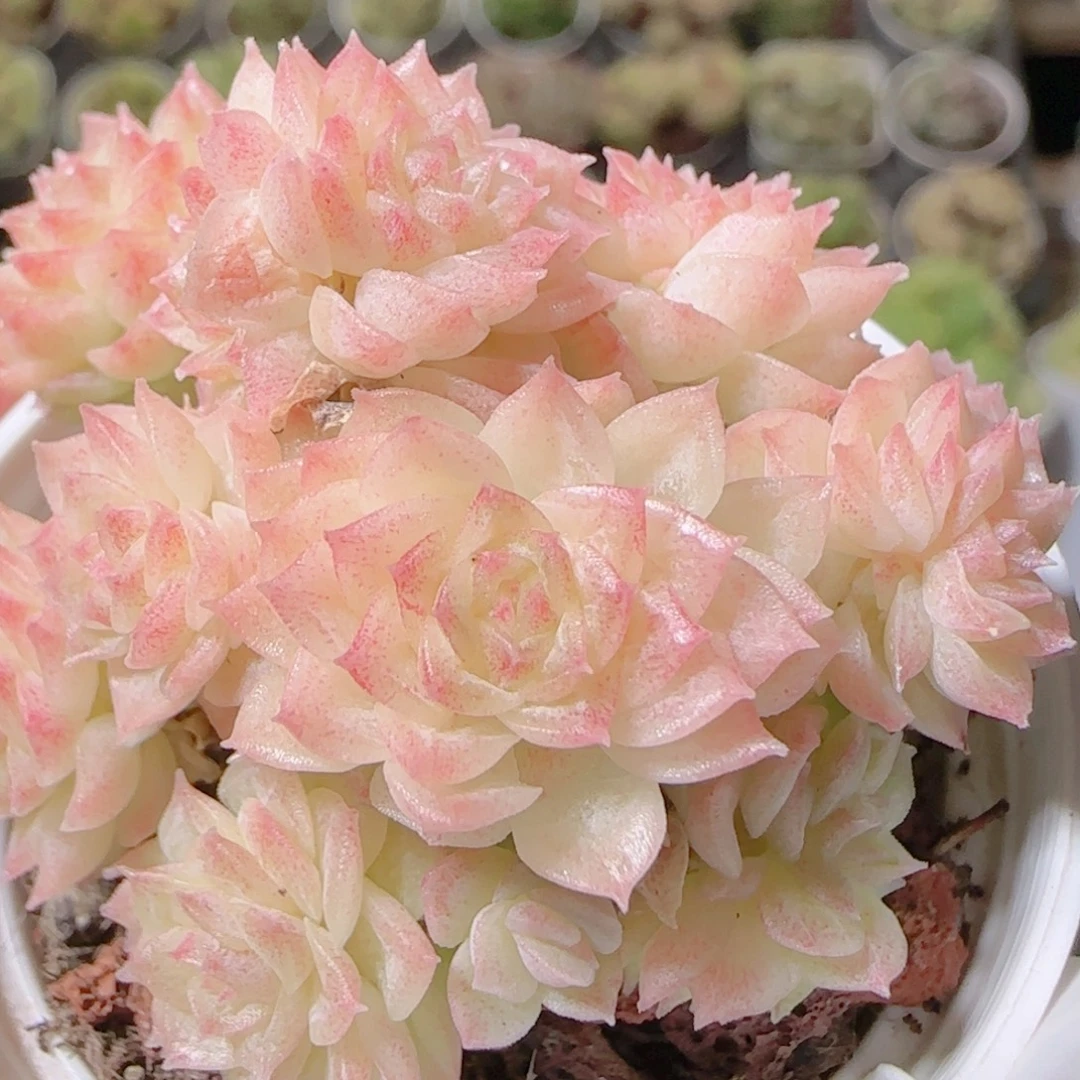 花语逸镜1102-302散