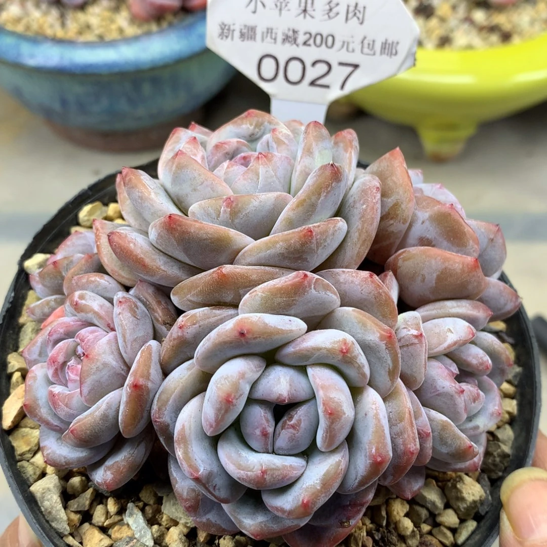 绿底紫心027/11cm6头