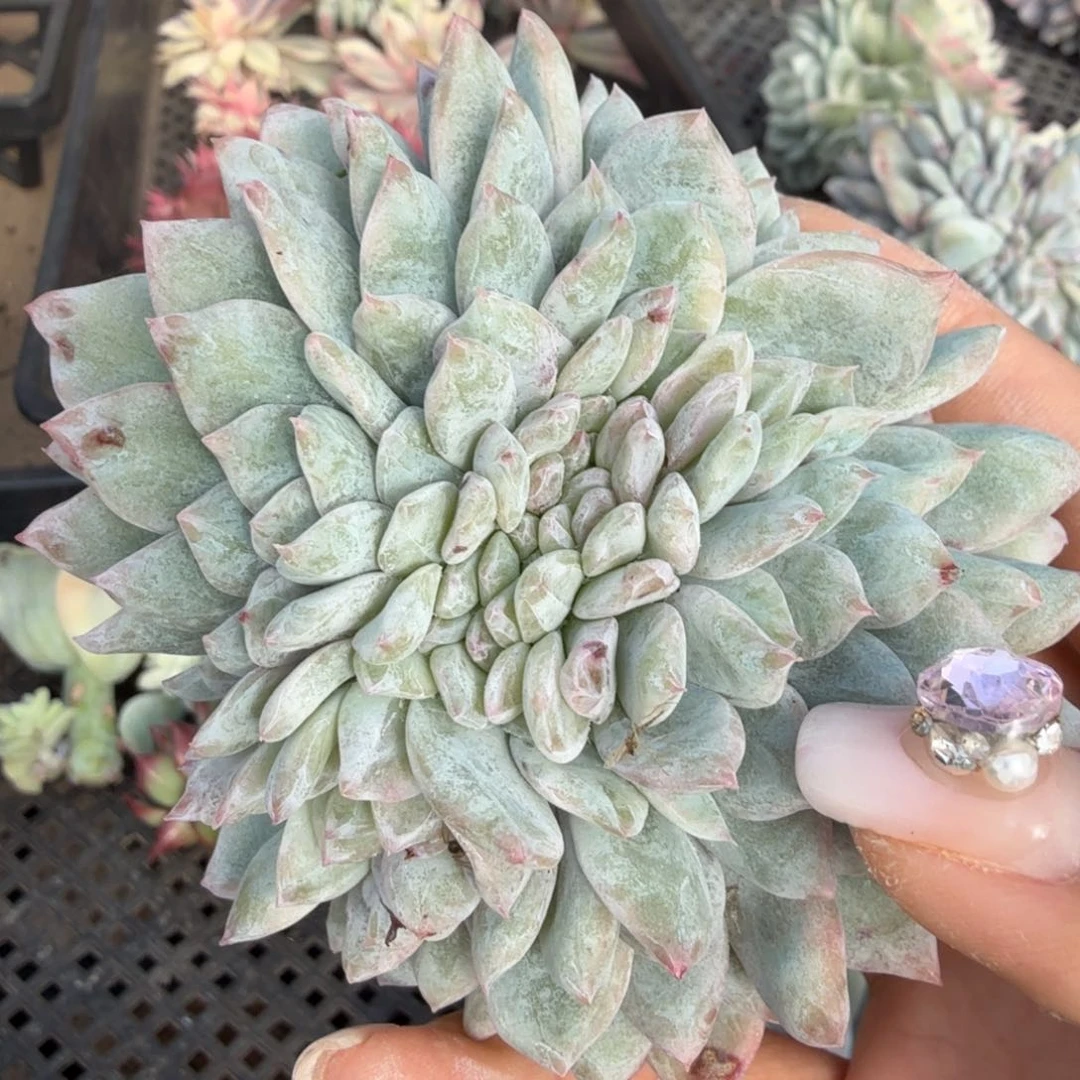 橙梦露锦腹欧你锦腹欧你锦缀化无根
