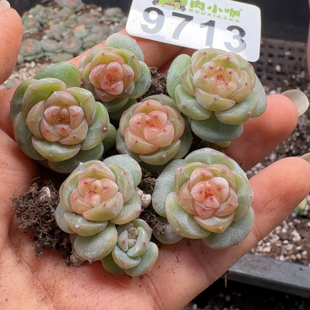 多肉植物多肉植物