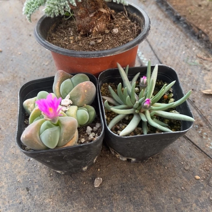 羽叶洋葵472，一物一拍