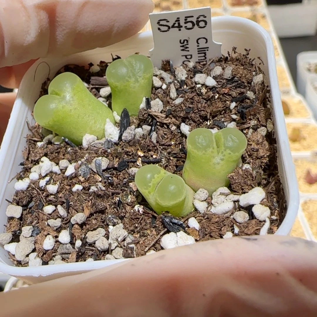 肉锥多肉植物百科5-大眼睛风铃488