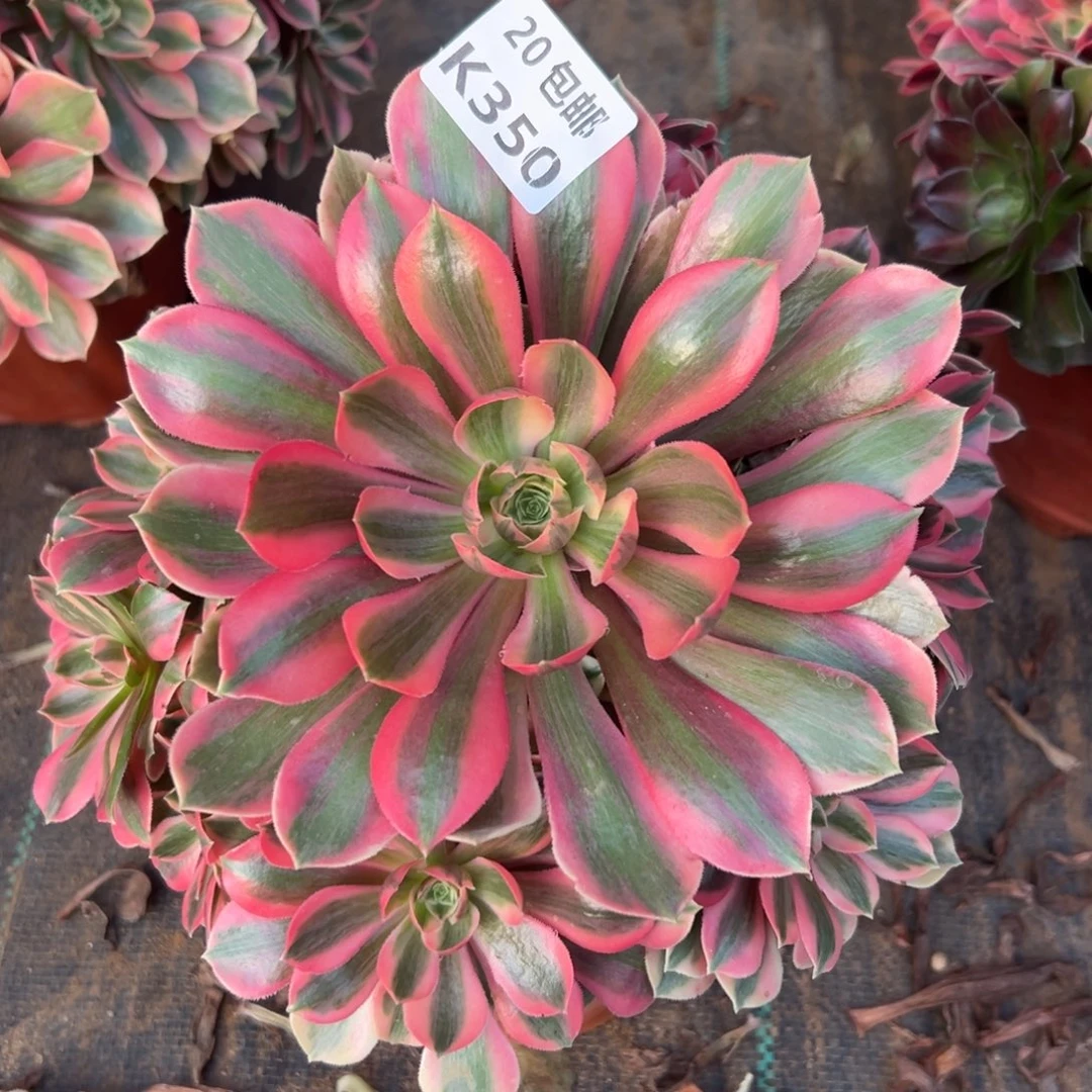 350女妖，满20包邮嘟叮熊