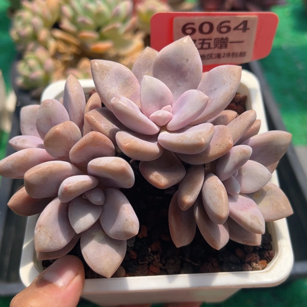 表妹精品多肉6064