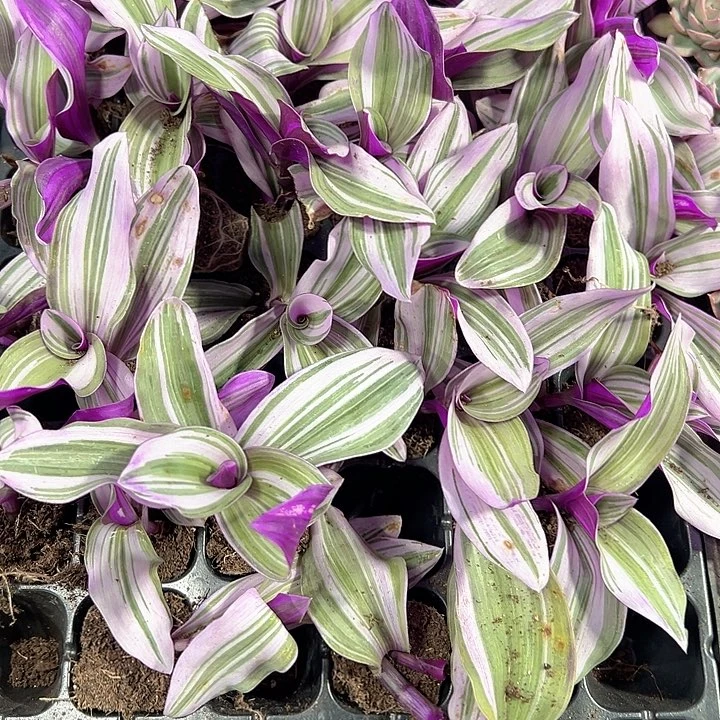 油画婚礼 满10颗包邮