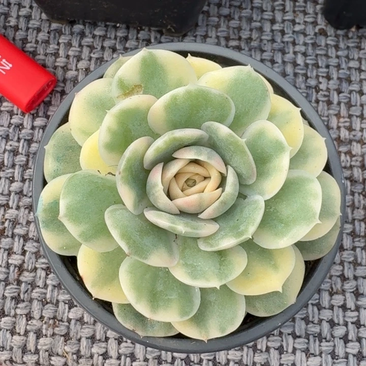 昂斯诺锦一物一拍