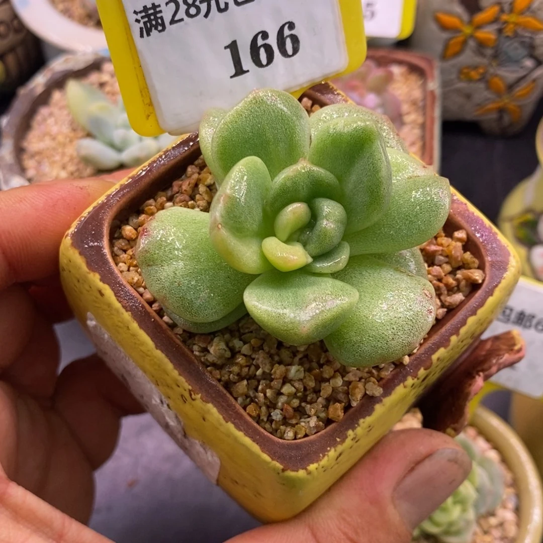 6166冰玉石化拉丝带锦