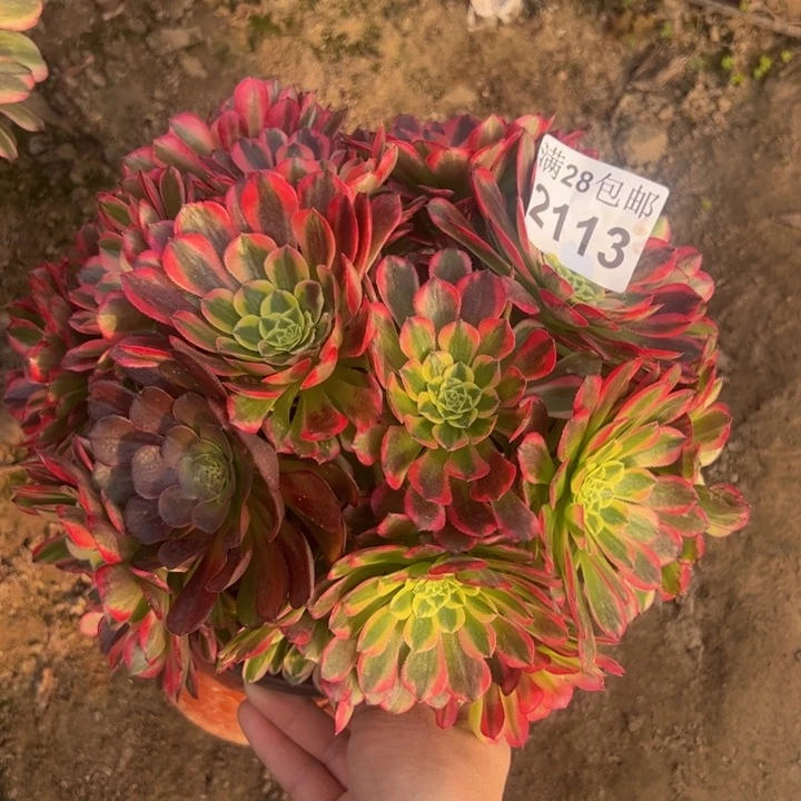 2113朝霞多肉植物