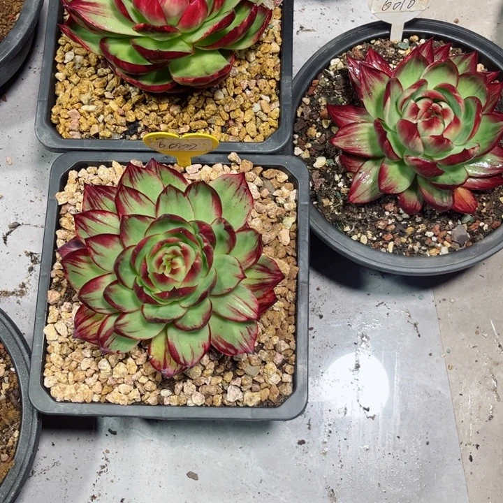川****惊鸿仙子多肉植物A191.6010.6002