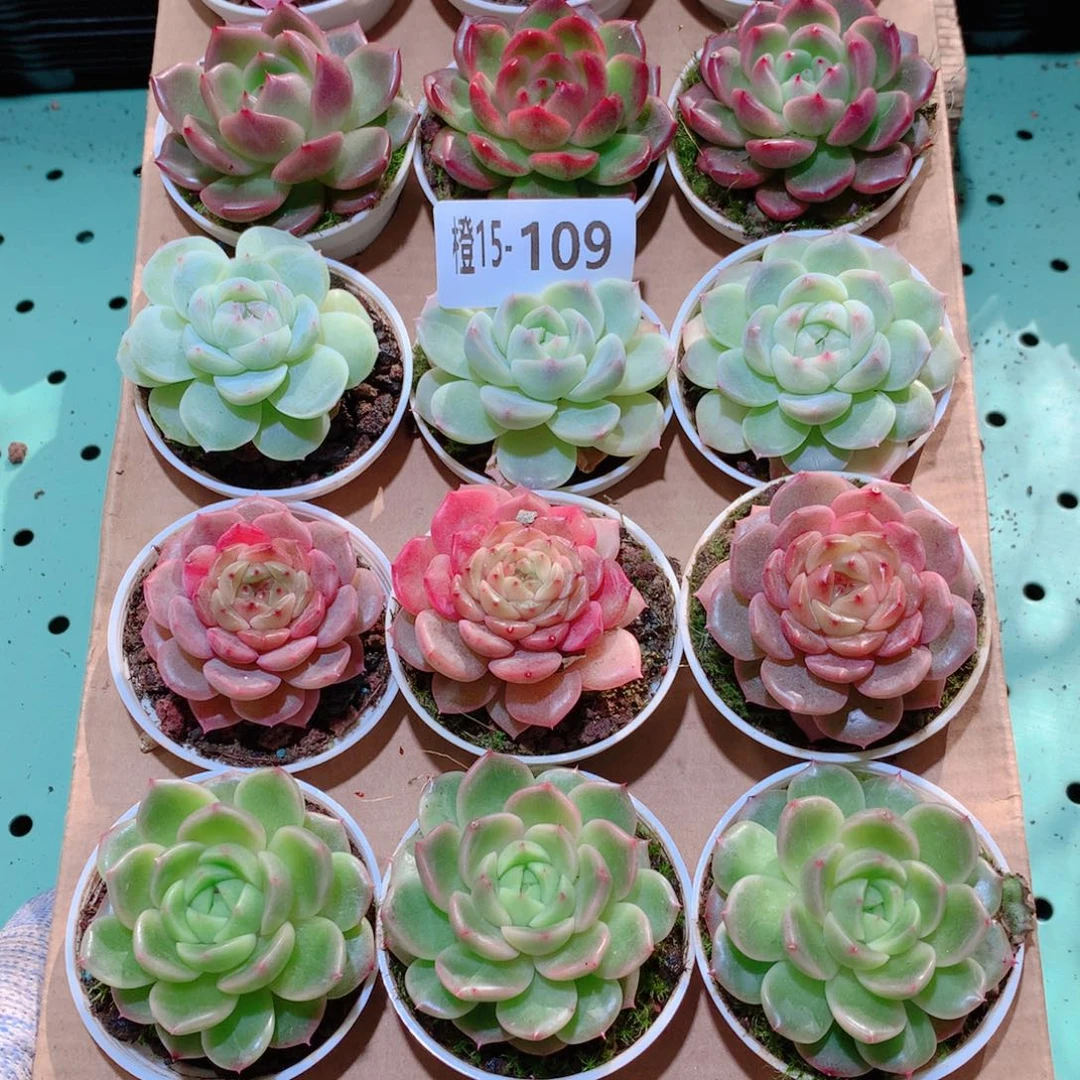 15-109一物一拍多肉带盆18 颗