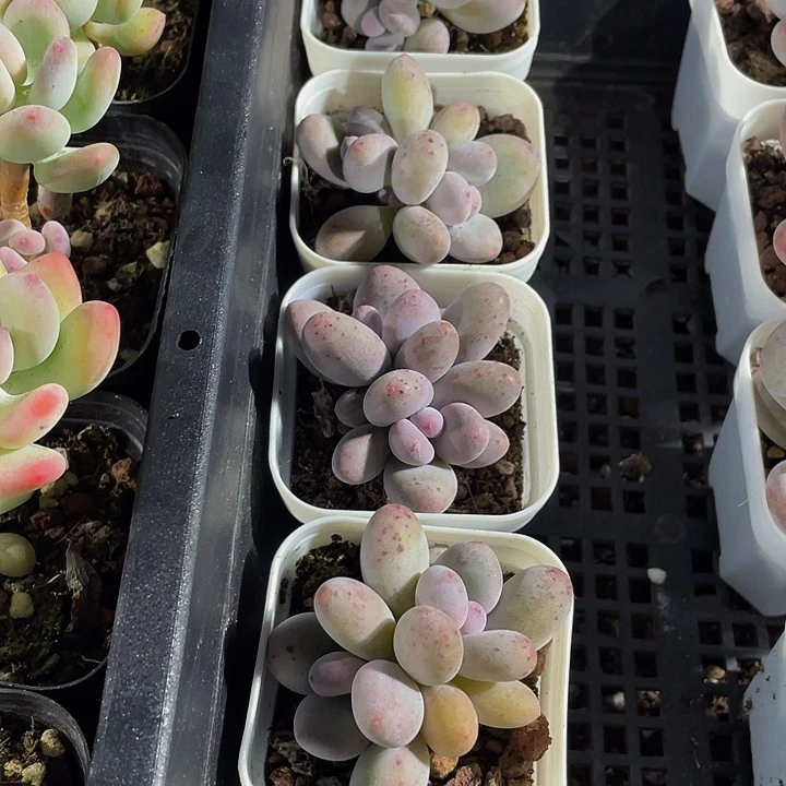 双头芭比奶带盆土发