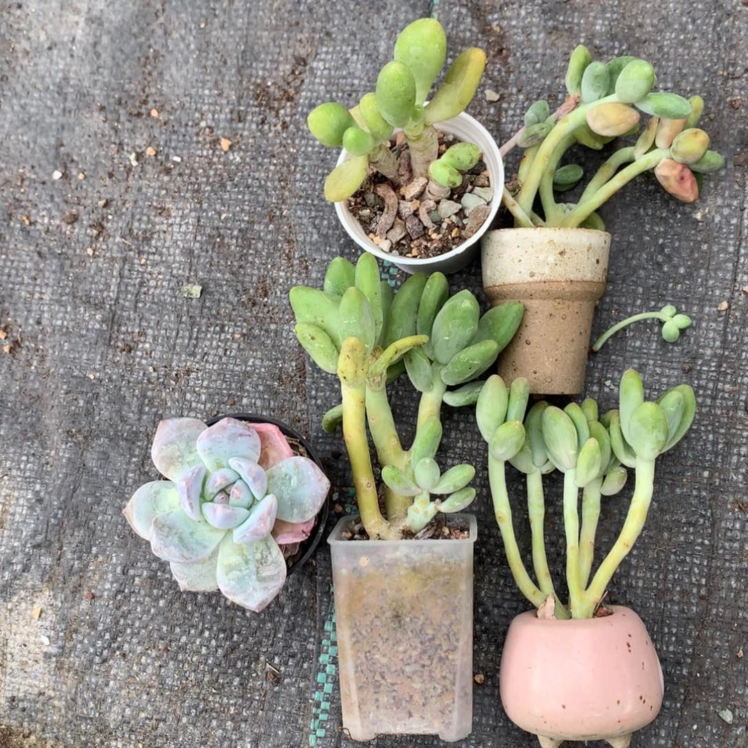芒果奶酪一堆还好哈哈哈