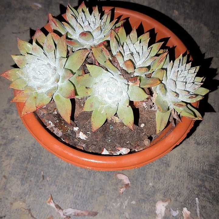 6***2赛丽娜仙女杯三代