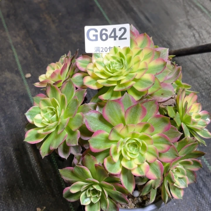 瑞妈多肉1.29.642