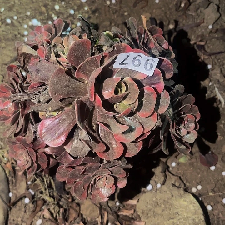 997爱神多肉植物不售后